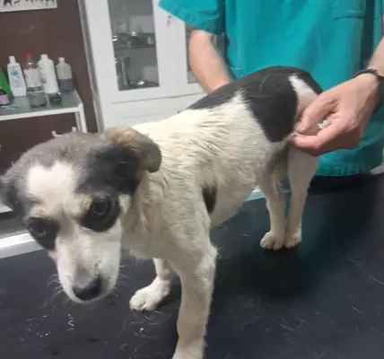 pas-kod-veterinara